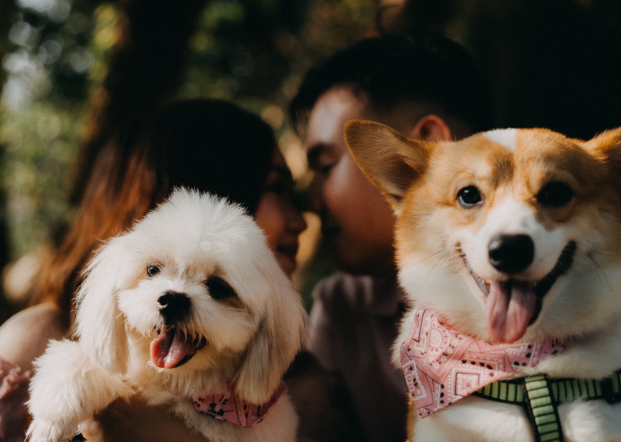 Close-up of our dogs